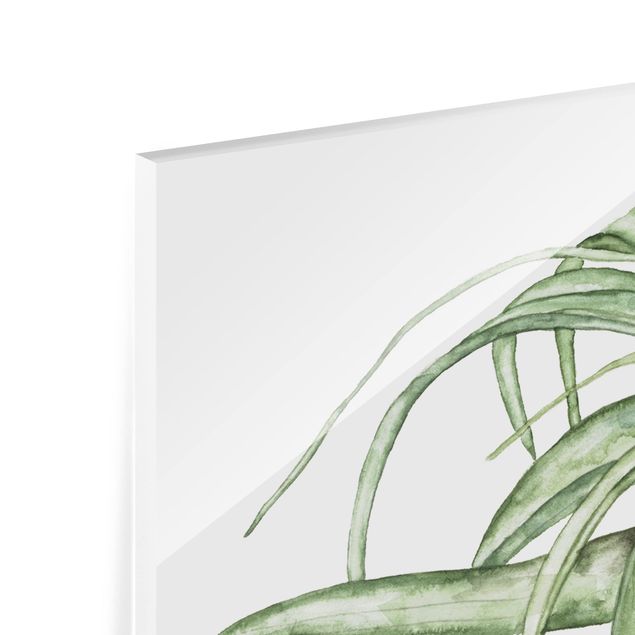 Spritzschutz Glas - Luftpflanze Aquarell I - Querformat - 2:1