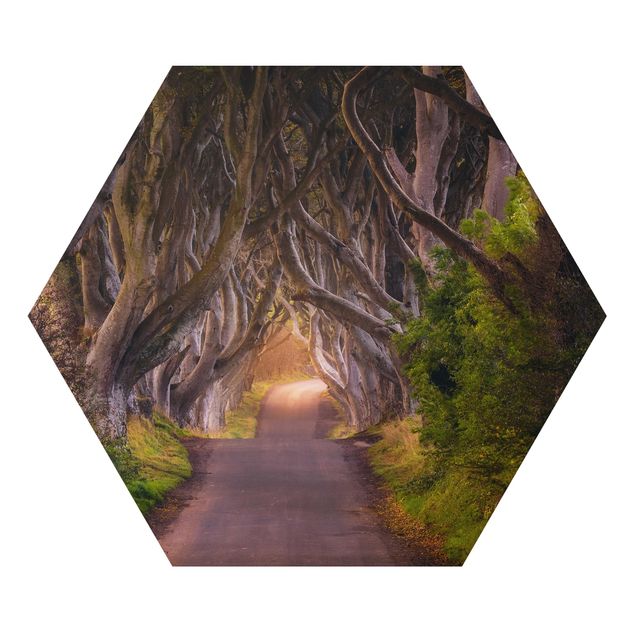 Wandbilder Natur Tunnel aus Bäumen
