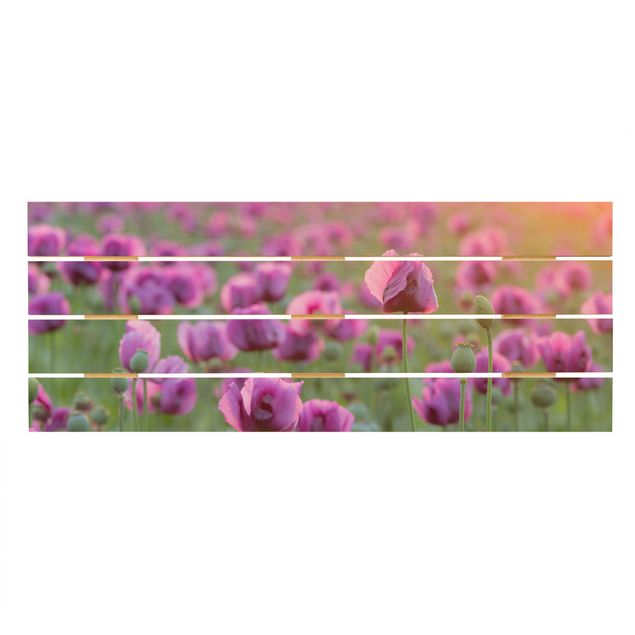 Bilder Violette Schlafmohn Blumenwiese im Frühling