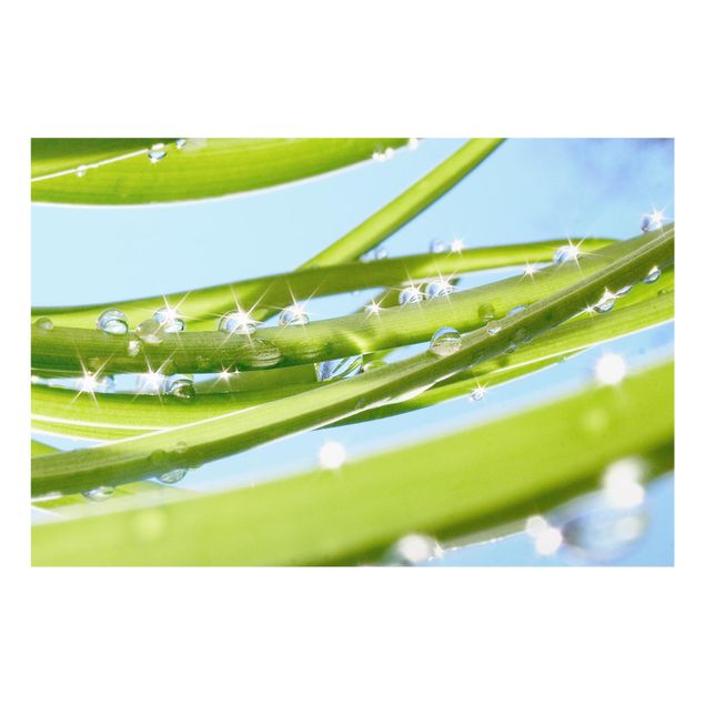 Spritzschutz Glas - Fresh Green - Querformat - 3:2