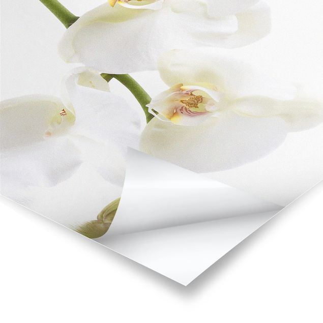 Wandbilder White Orchid Waters