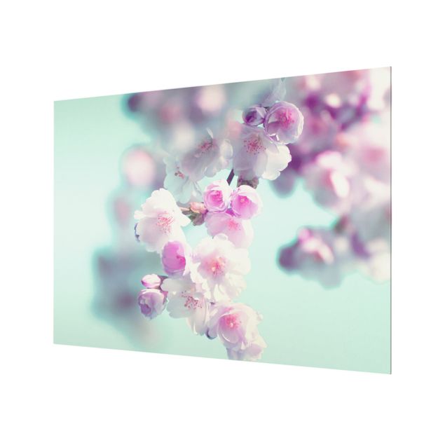 Spritzschutz Glas - Farbenfrohe Kirschblüten - Querformat 4:3