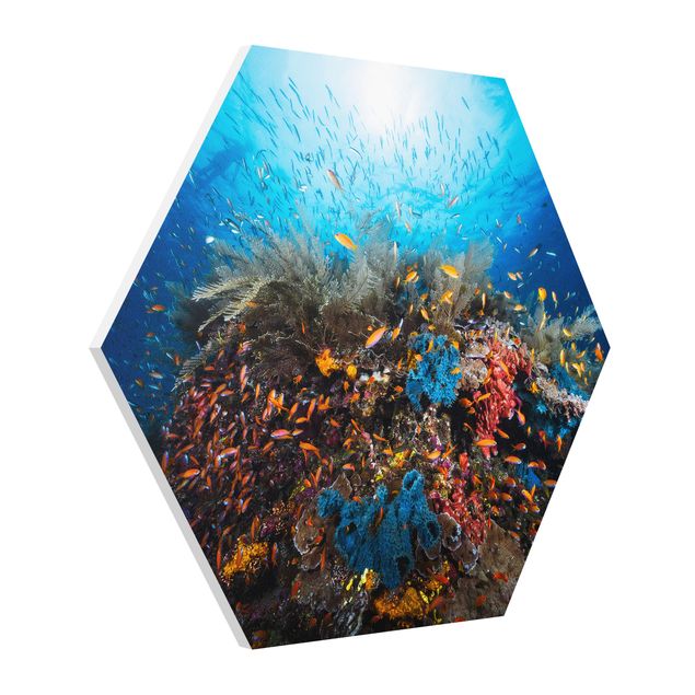 Wandbilder Natur Lagune Unterwasser