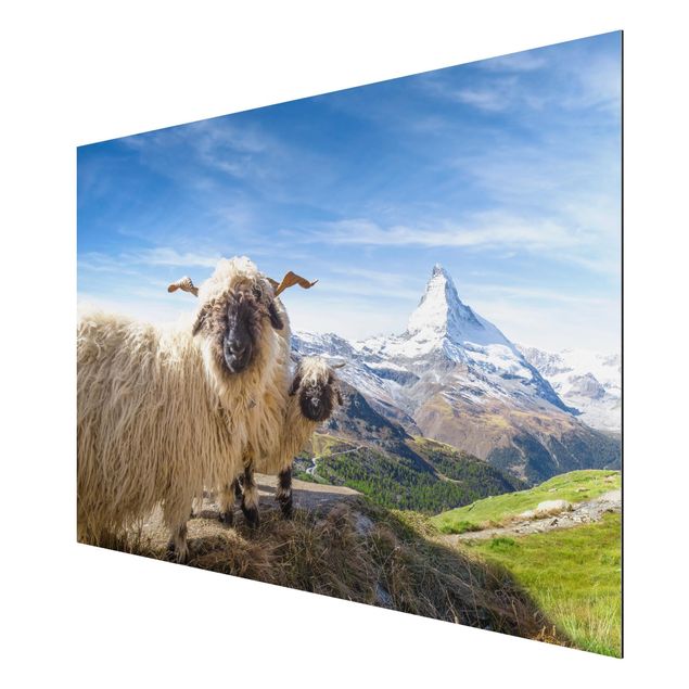 Wandbilder Berge Schwarznasenschafe von Zermatt