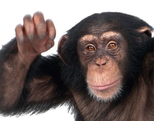 Fenstersticker Tiere Vergnügter Affe