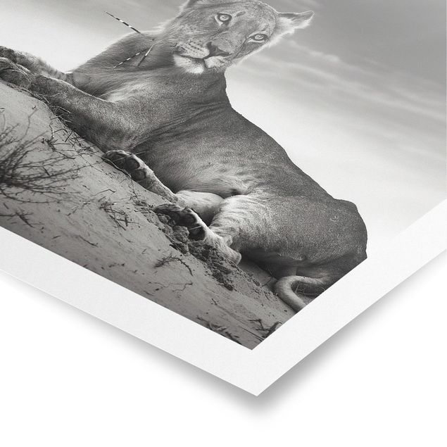Poster Tiere Resting Lion
