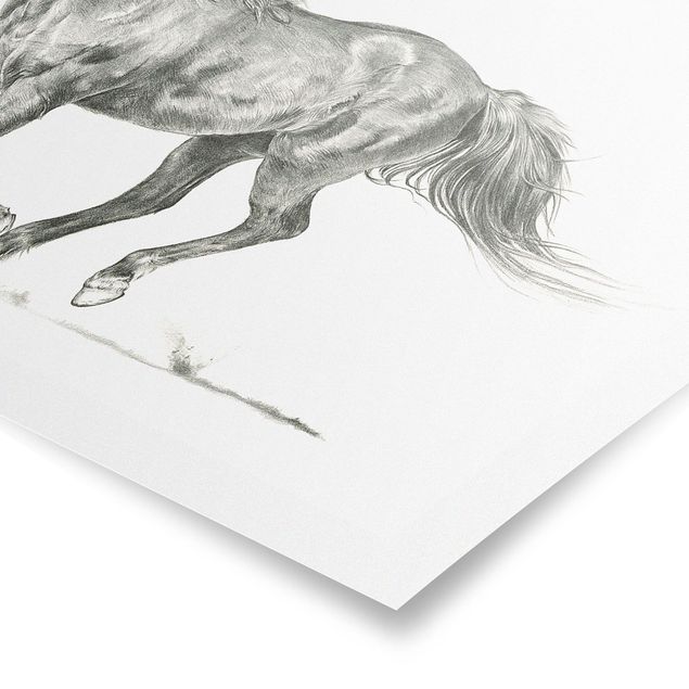 Wandbilder Modern Wildpferd-Studie - Stute