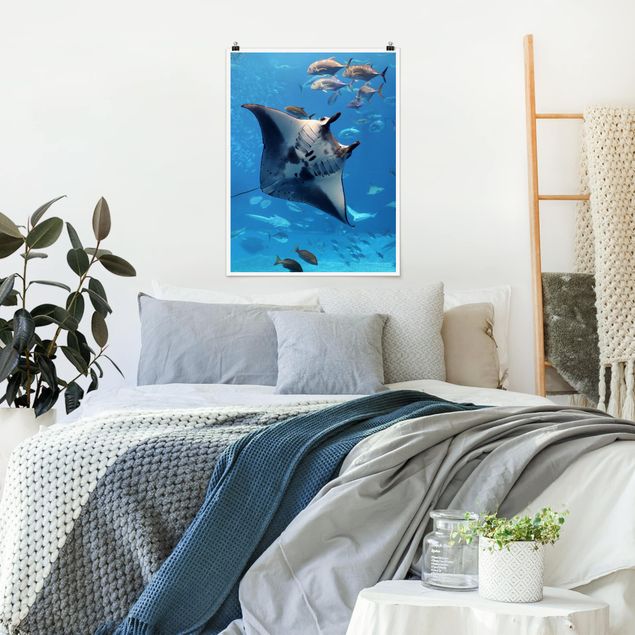 Wandbilder Fische Manta Ray