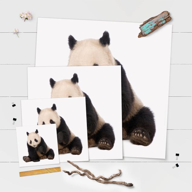 Poster bestellen Panda Tatzen