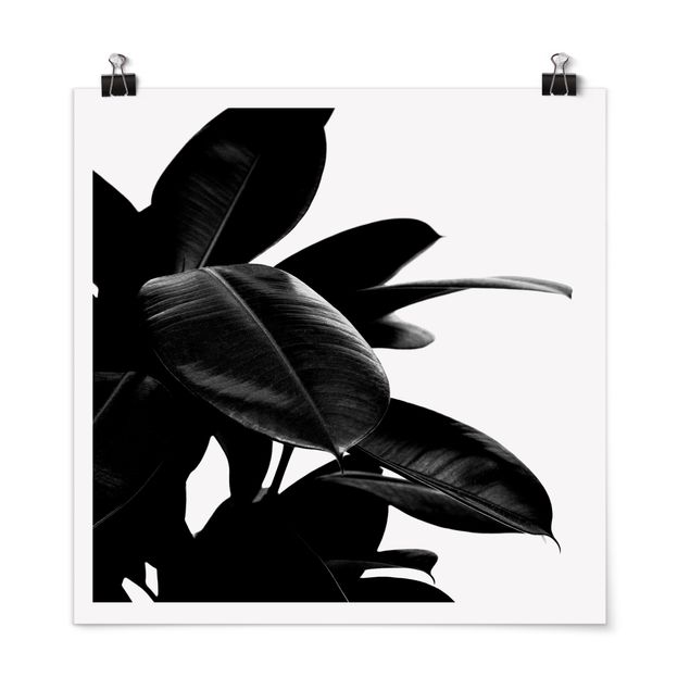 Blumen Poster Gummibaum Blätter Schwarz Weiß