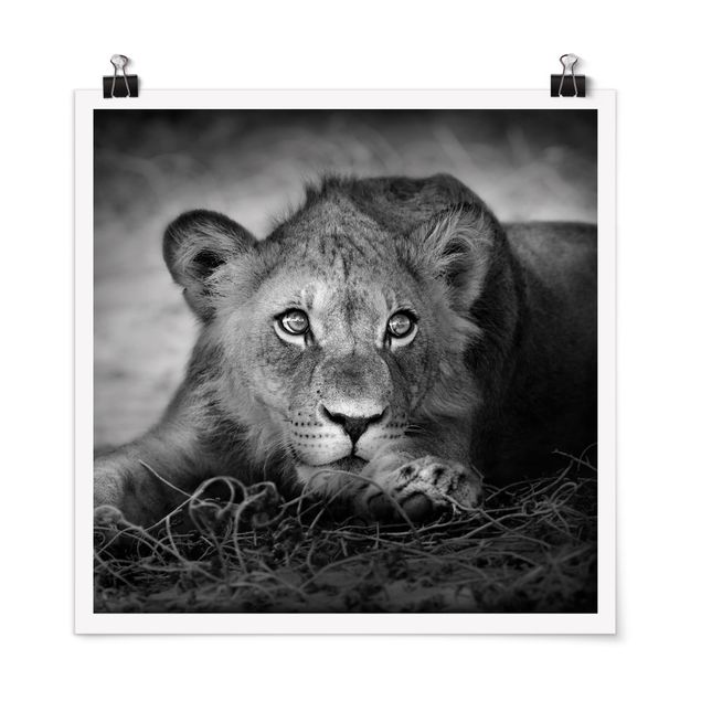 schwarz-weiß Poster Lurking Lionbaby