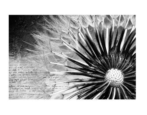 Fensterbilder Blumen Pusteblume Schwarz & Weiß