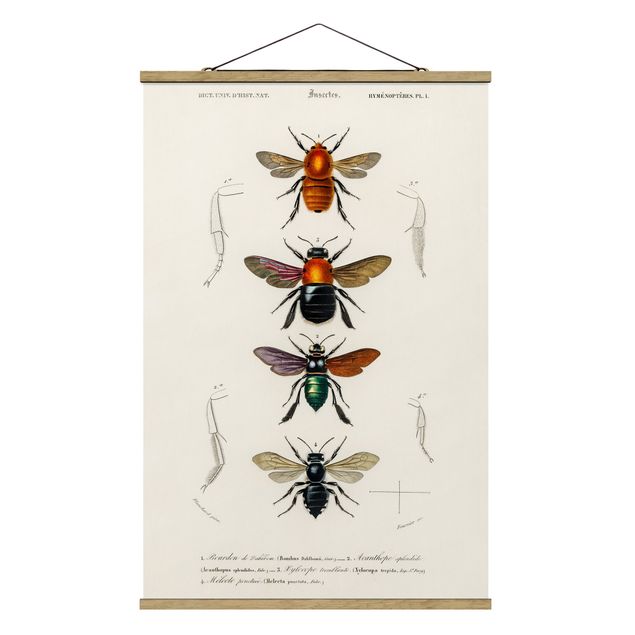 Wandbilder Tiere Vintage Lehrtafel Insekten