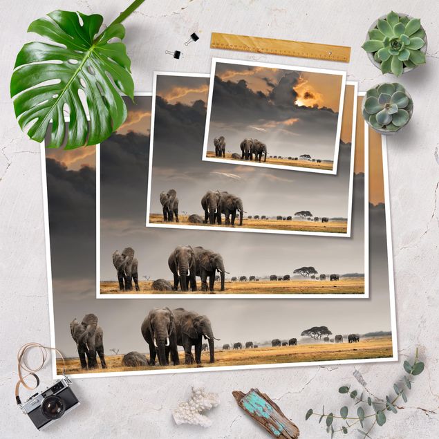 Bilder Elefanten der Savanne