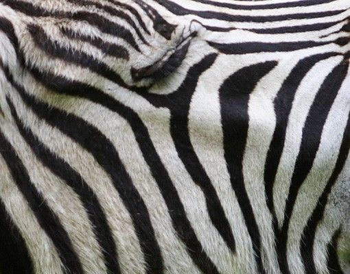 selbstklebende Fliesen Brüllendes Zebra