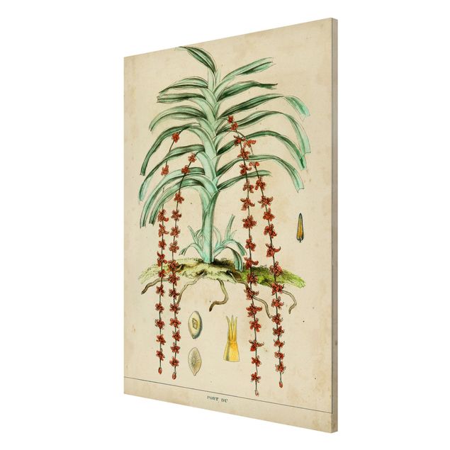 Wandbilder Floral Vintage Lehrtafel Exotische Palmen IV