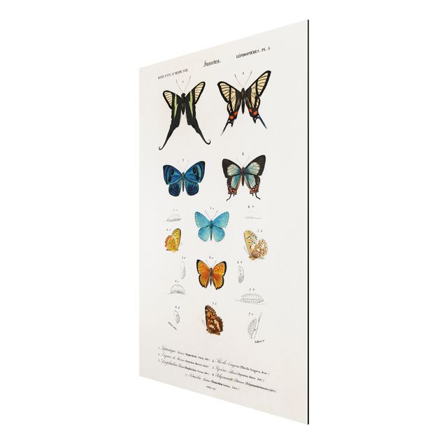 Wandbilder Retro Vintage Lehrtafel Schmetterlinge I