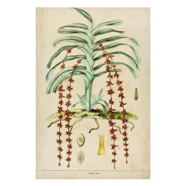 Magnettafel Blume Vintage Lehrtafel Exotische Palmen IV