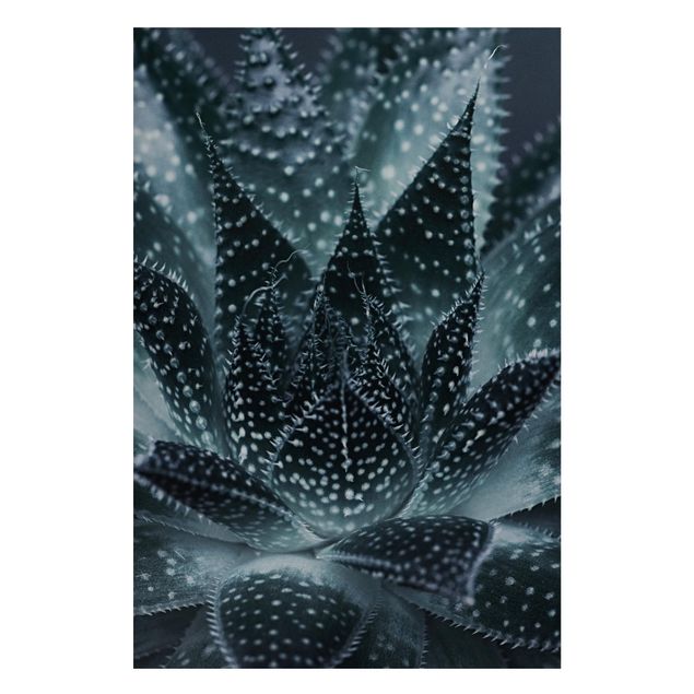 Magnettafel Blume Kaktus mit Sternpunkten bei Nacht