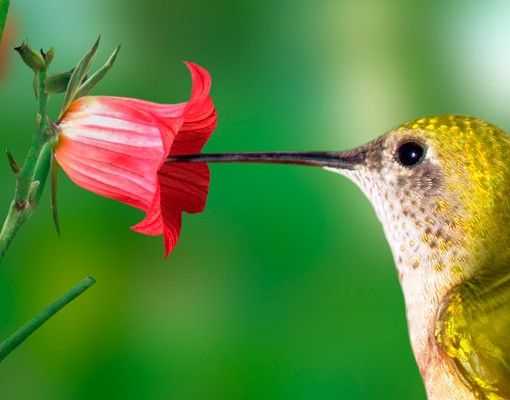 selbstklebende Klebefolie Kolibri und Blüte