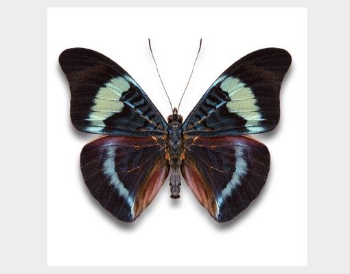 Fenstersticker Tiere Lepidoptera