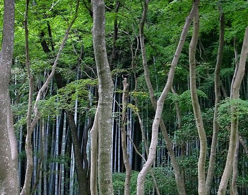 selbstklebende Klebefolie Japanischer Wald