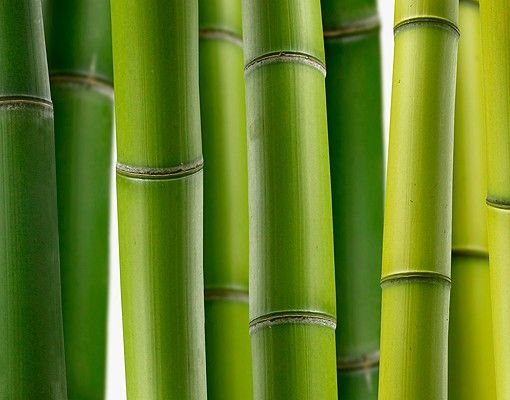 Klebefolien Bambuspflanzen