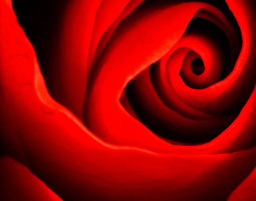 selbstklebende Klebefolie Liebliche Rose