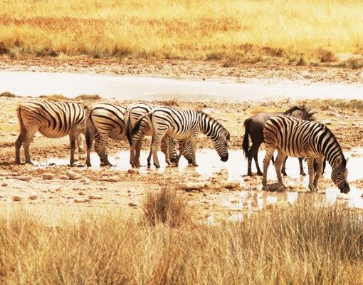 Klebefliesen Das Leben der Zebras