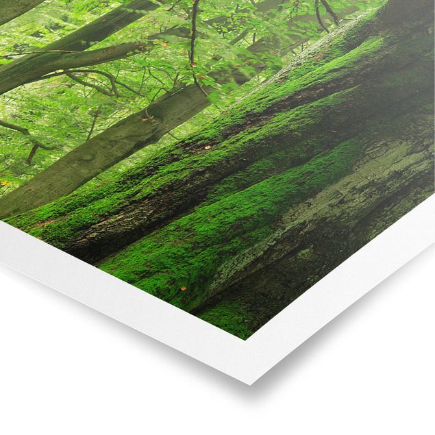 Poster Natur Mighty Beech Trees