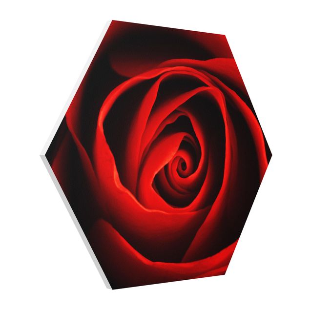 Wandbilder Liebe Liebliche Rose