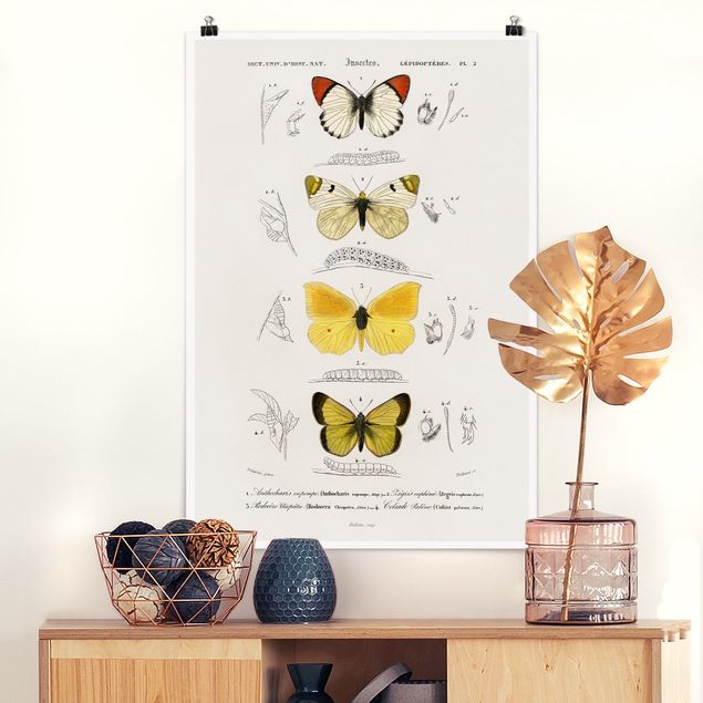 Küche Dekoration Vintage Lehrtafel Schmetterlinge II