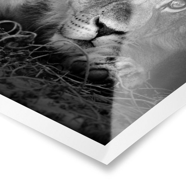 Wandbilder Schwarz-Weiß Lurking Lionbaby