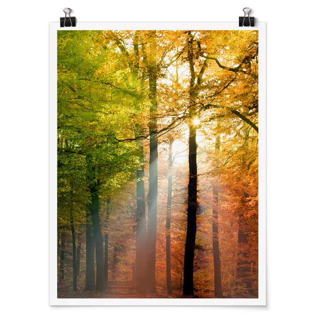 Poster Naturbilder Morning Light