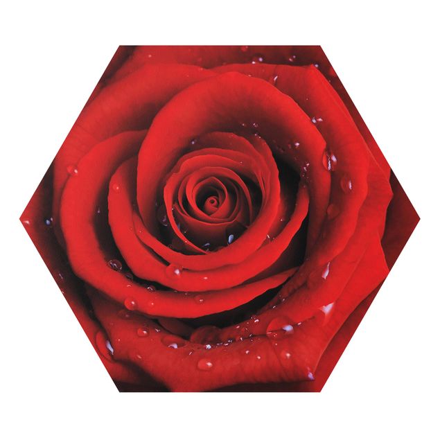 Bilder auf Hartschaumplatte Rote Rose mit Wassertropfen