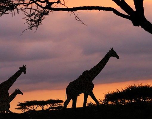 Fliesenaufkleber Safari in Afrika
