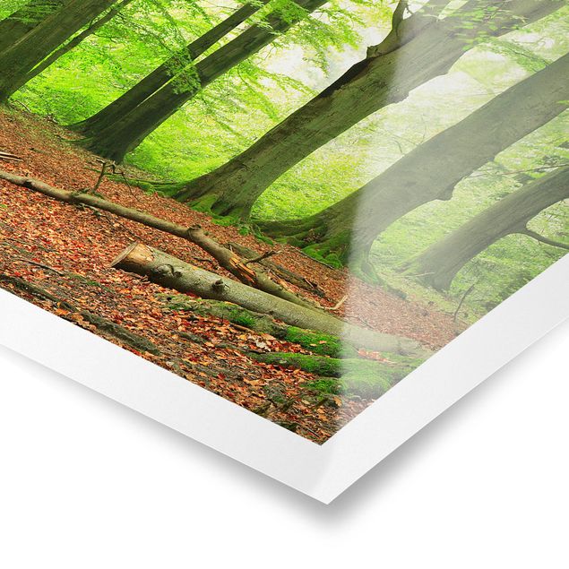 Natur Poster Mighty Beech Trees