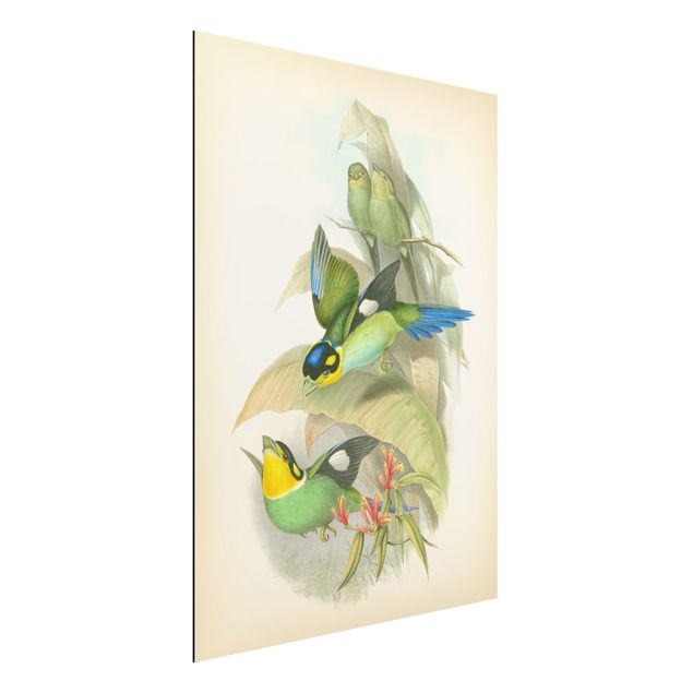Küche Dekoration Vintage Illustration Tropische Vögel