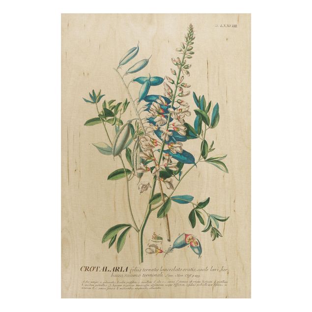 Holzbilder Blumen Vintage Botanik Illustration Hülsenfrüchte