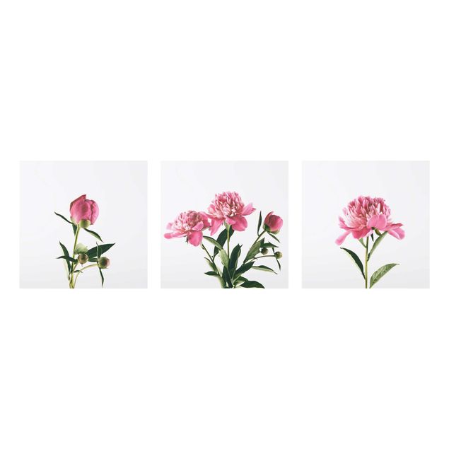 Wandbilder Floral Pinke Pfingstrosen Trio