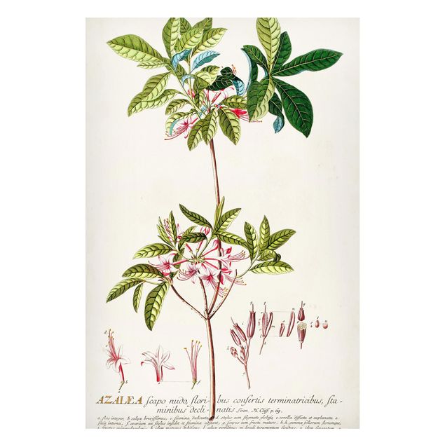 Magnettafeln Blumen Vintage Botanik Illustration Azalee