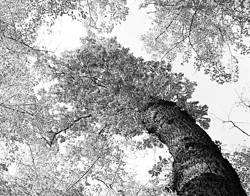 Klebefolien Bäume des Lebens II