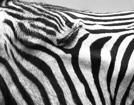 Klebefliesen Brüllendes Zebra II