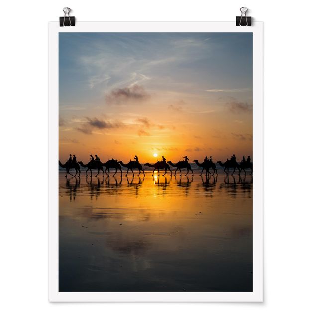 Poster Naturbilder Kamele im Sonnenuntergang