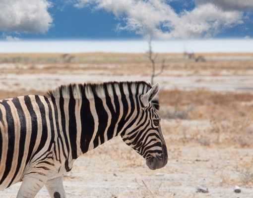 Fliesenaufkleber Zebra in der Savanne