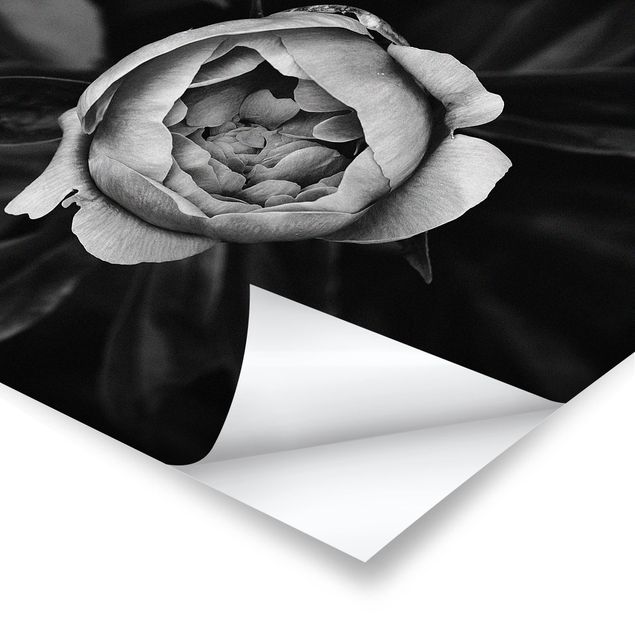 Poster Pfingstrosenblüte vor Blättern Schwarz Weiß
