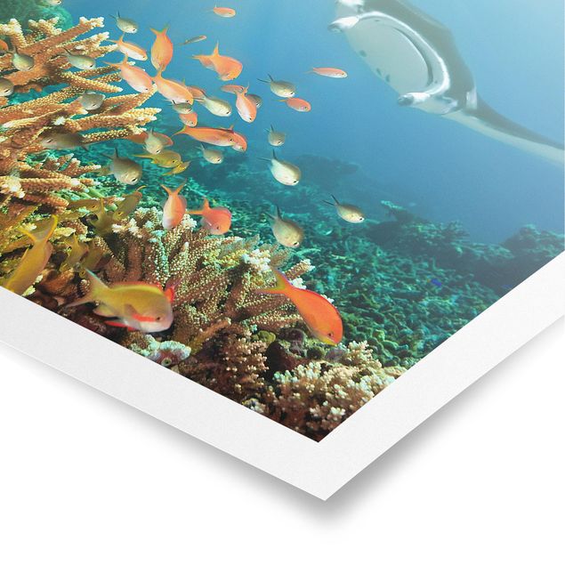 Poster Naturbilder Korallenriff