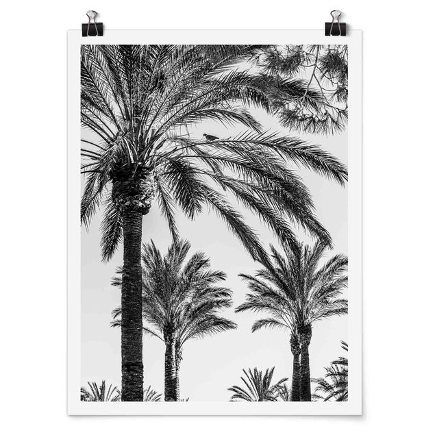 Kunstdrucke Poster Palmen im Sonnenuntergang Schwarz-Weiß