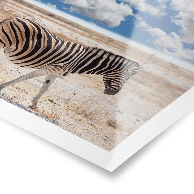 Poster Naturbilder Zebra in der Savanne