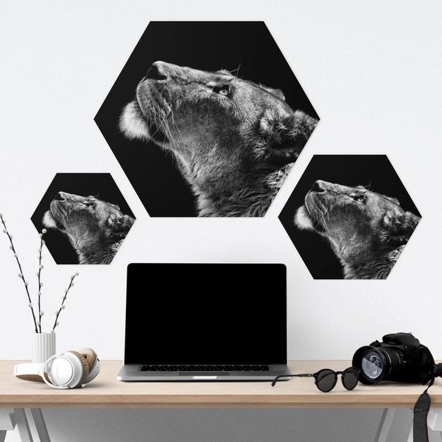 Hexagon Bild Forex - Portrait einer Löwin